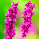 10 Kiss Me Over The Gate Polygonum Orientale Persicaria Pink Flower Seeds Fresh Garden