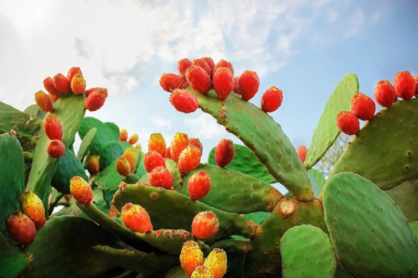 10 Orange Prickly Pear Cact Indian Fig Opuntia Fic Indica Fruit Flower Seeds Fresh Garden