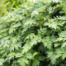 1000 Japanese Mugwort Artemisia Princeps Korean Wormwood Yomagi Herb Flower Seed Fresh Garden