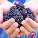 50 Whitebark Black Raspberry Western Blackcap Rub Leucodermis Fruit Berry Seed Fresh Garden
