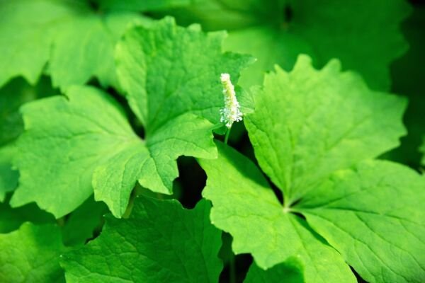 10 Vanilla Leaf Achlys Triphylla Fragrant Shade Groundcover White Flower Seeds Fresh Garden