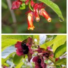 25 Twinberry Honeysuckle Lonicera Involucrata Shrub Yellow Red Flower Seeds Fresh Garden