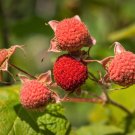 50 Thimbleberry Rub Parviflor Red Berry Fruit Native Sun Shade Shrub Seeds Fresh Garden