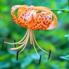 20 Columbian Tiger Lily Oregon Lilium Columbianum Orange Maroon Flower Seeds Fresh Garden