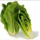 100 Seeds Romaine Lettuce Heirloom Flowers Easy To Grow Fresh Garden