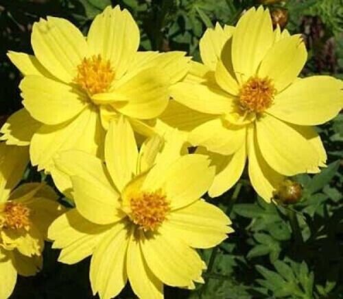 30 Seeds Cosmos Dwarf Lemon Yellow Flowers Easy To Grow Fresh Garden
