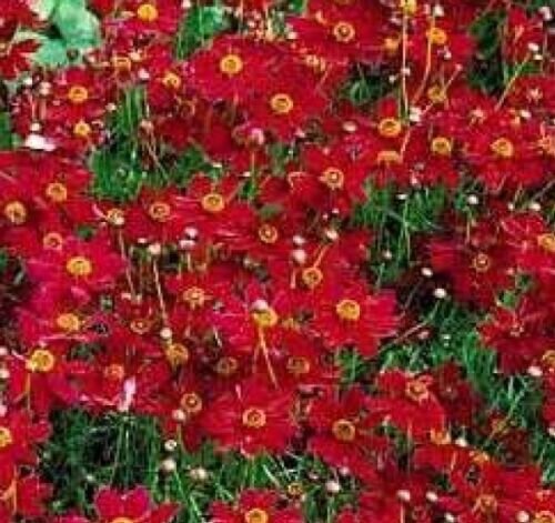 100 Seeds Red Plains Coreopsis Flowers Easy To Grow Fresh Garden