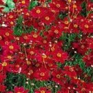 100 Seeds Red Plains Coreopsis Flowers Easy To Grow Fresh Garden