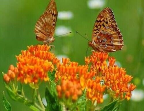 25 Seeds Orange Butterfly Weed Flowers Milkweed Asclepias Tuberosa Fresh Garden