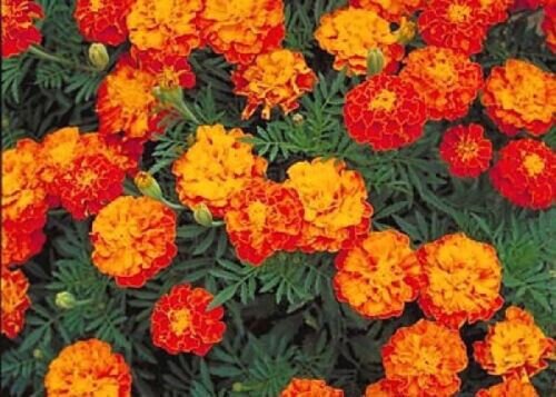 75 Seeds French Marigold Sparky Mix Flowers New Crop Fresh Garden