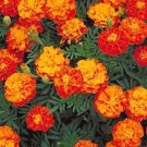 75 Seeds French Marigold Sparky Mix Flowers New Crop Fresh Garden