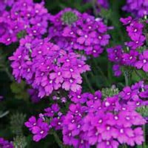100 Seeds Moss Verbena Purple Flowers New Crop Ground Cover Fresh Garden