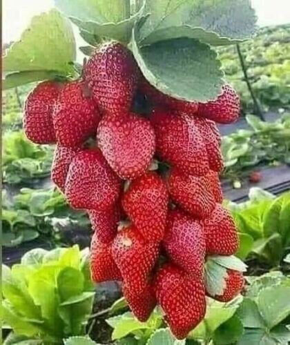 200+ Seeds Red Strawberry Giant Largest Fruit Organic Everbearing Seeds Fresh Garden