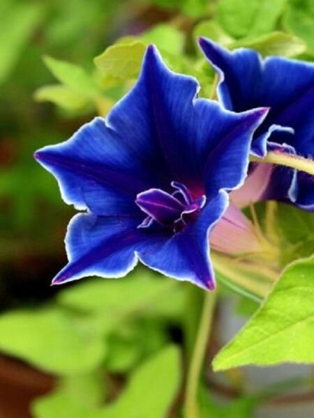 15 Seeds Morning Glory Blue Picotee Ipmoea Vining Perennial Flower Fresh Garden