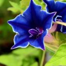 15 Seeds Morning Glory Blue Picotee Ipmoea Vining Perennial Flower Fresh Garden