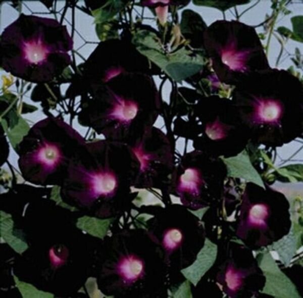 15 Seeds Morning Glory Black Pink Picotee Ipmoea Vining Perennial Flower Fresh Garden