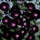 15 Seeds Morning Glory Black Pink Picotee Ipmoea Vining Perennial Flower Fresh Garden