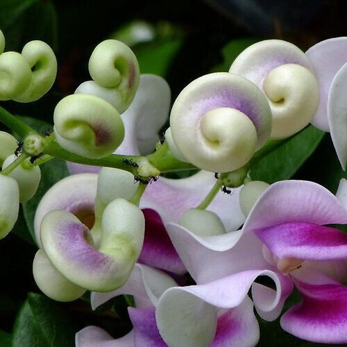 10 Seeds Corkscrew Vine Flowers Snail Flower Vigna Caracalla Fresh Garden