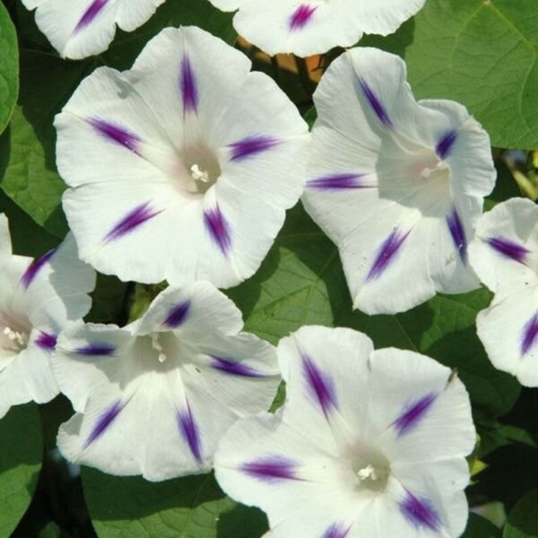 15 Seeds White Purple Morning Glory Perennial Flowers Fresh Garden
