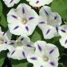 15 Seeds White Purple Morning Glory Perennial Flowers Fresh Garden