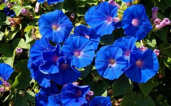15 Seeds Deep Blue Morning Glory Perennial Flowers Fresh Garden