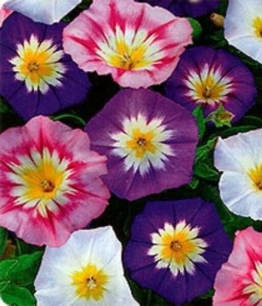 15 Seeds Dwarf Tri Color Mixed Colors Morning Glory Perennial Flower Fresh Garden
