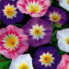 15 Seeds Dwarf Tri Color Mixed Colors Morning Glory Perennial Flower Fresh Garden