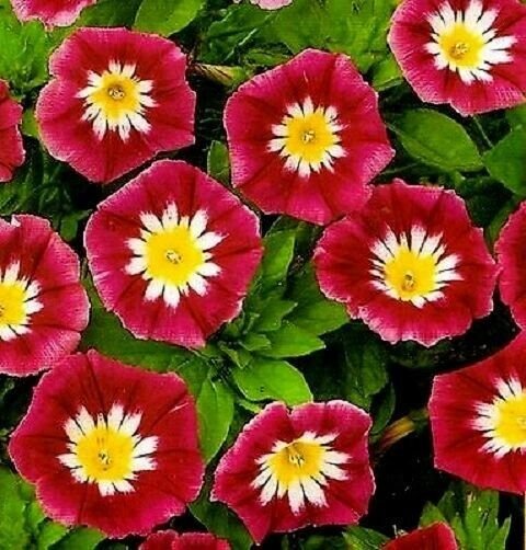 15 Seeds Dwarf Tri Color Morning Glory Red White Yellow Perennial Flower Fresh Garden