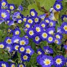 15 Seeds Dwarf Tri Color Morning Glory Purple White Yellow Perennial Flower Fresh Garden