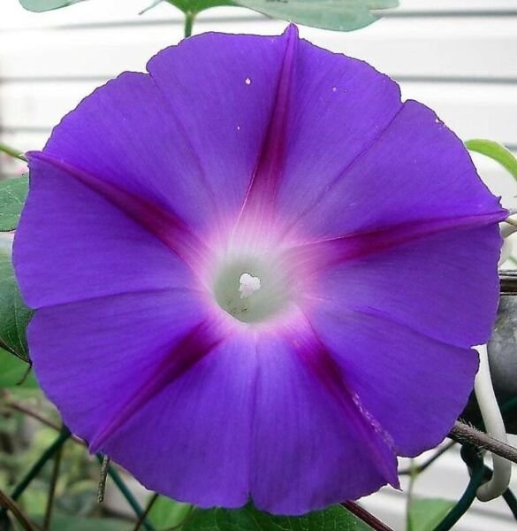 15 Seeds Morning Glory Purple Picotee Ipmoea Vining Perennial Flower Fresh Garden