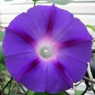 15 Seeds Morning Glory Purple Picotee Ipmoea Vining Perennial Flower Fresh Garden