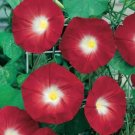 15 Seeds Morning Glory Ruby Red Picotee Ipmoea Vining Perennial Flower Fresh Garden