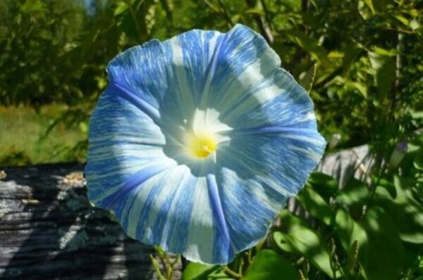 15 Seeds Morning Glory Light Blue Picotee Ipmoea Vining Perennial Flower Fresh Garden