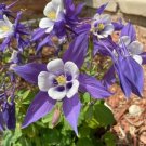 50 Seeds Purple Lavender Columbine Aquilegia Cascade Flowers Perennial Fresh Garden