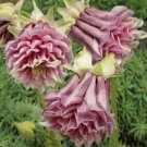 50 Seeds Pink Columbine Aquilegia Cascade Flower Flowers Perennial Fresh Garden