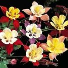 50 Seeds Mixed Columbine Aquilegia Vulgaris Flower Flowers Fresh Garden