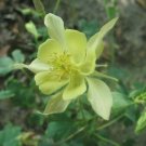 50 Seeds Yellow Columbine Golden Blooms Flowers Fresh Garden