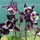 50 Seeds Crimson Star Columbine Purple White Giant Blooms Flowers Fresh Garden
