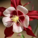 50 Seeds Crimson Star Columbine Red White Mckana'S Giant Blooms Flowers Fresh Garden