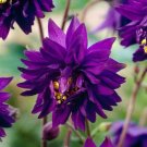 50 Seeds Columbine Purple Aquilegia Vulgaris Perennial Blooms Flowers Fresh Garden