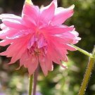 50 Seeds Columbine Aquilegia Vulgaris Perennial Pink Blooms Flowers Fresh Garden
