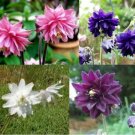 50 Seeds Columbine Aquilegia Vulgaris Perennial Pink Purple White Flowers Fresh Garden