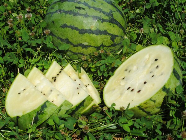 15 Seeds White Sweet Watermelon Fruit Healthy Planting Summer Fresh Garden