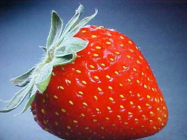 200 Seeds Ruby Red Strawberries Berries Fruit Healthy Strawberry Fresh Garden