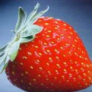 200 Seeds Ruby Red Strawberries Berries Fruit Healthy Strawberry Fresh Garden
