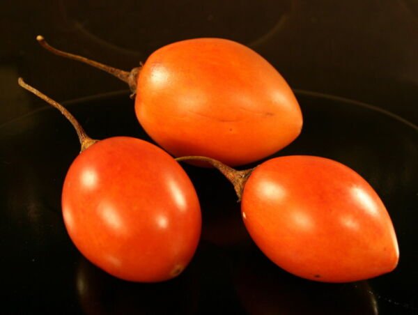 50 Seeds Red Tamarillo Tomato Juicy Tomatoe Vegetable Fresh Garden