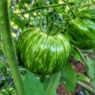 50 Seeds Green Zebra Tomato Juicy Tomatoe Vegetable Fresh Garden