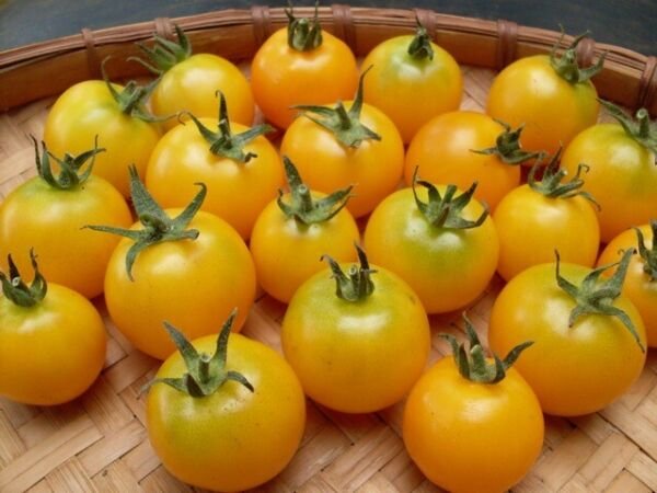50 Seeds Yellow Sunshine Cherry Tomato Juicy Tomatoe Vegetable Fresh Garden