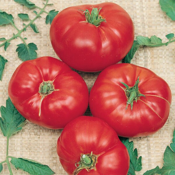 50 Seeds Box Car Willie Tomato Red Juicy Tomatoe Vegetable Fresh Garden