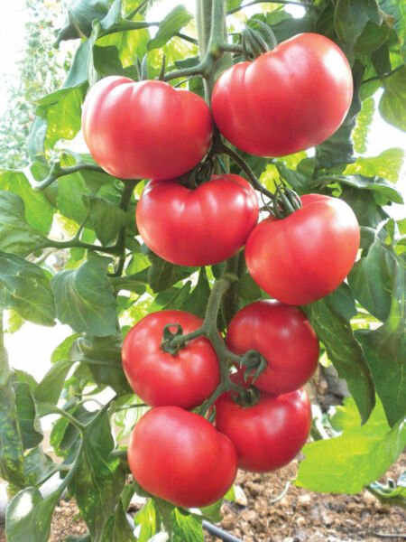 50 Seeds Beefsteak Tomato Red Juicy Tomatoe Vegetable Fresh Garden